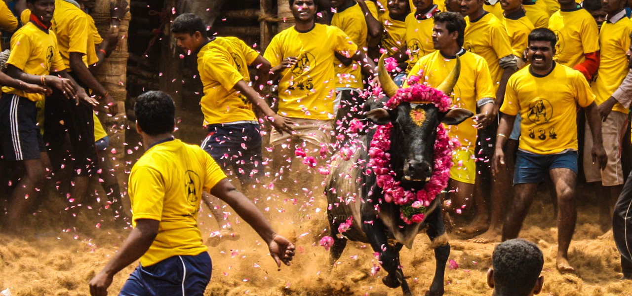 Jallikattu